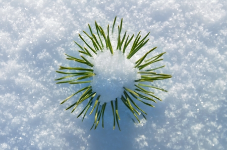 Small pine tree in the snow の写真素材