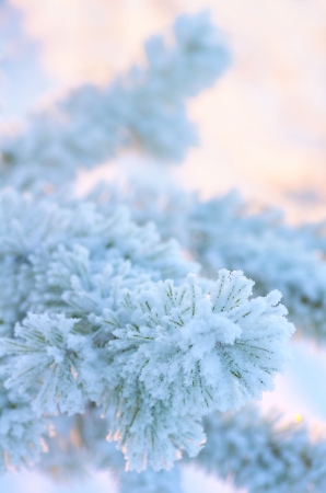Gentle winter backgroundの写真素材