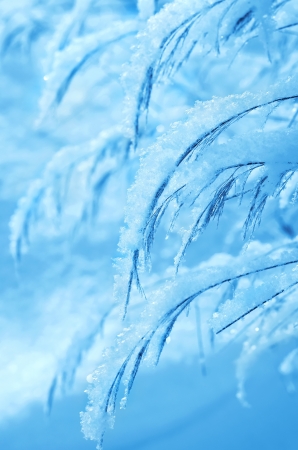 Winter Dream  Grass covered with snow の写真素材