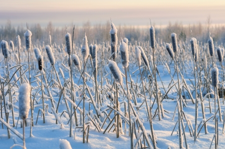 Snowy winter evening cattailの写真素材