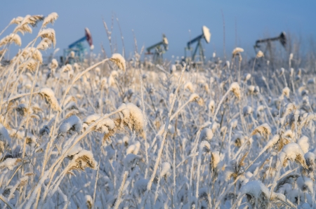 Snowy cane with oil pumps in the background  Sunset の写真素材