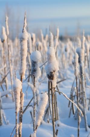 Snowy winter evening cattailの写真素材