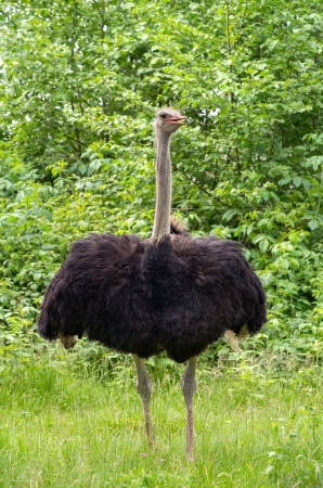 ostrichの写真素材