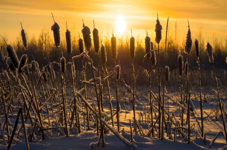 Snowy cattails at sunset の写真素材