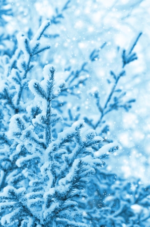 Christmas tree covered with snowの写真素材