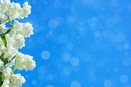 Blooming jasmine in the skyの写真素材