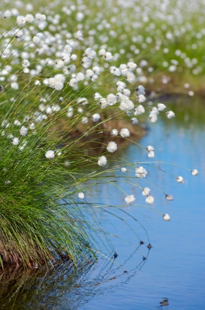 Flowering Cotton Grass in the Swamp の写真素材