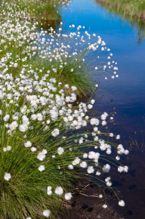 Flowering Cotton Grass in the Swamp の写真素材