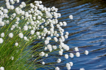 Flowering Cotton Grass on a Background of Waterの写真素材