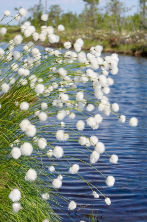 Flowering Cotton Grass on the Lakeの写真素材