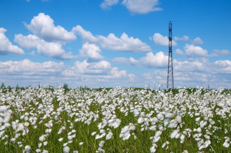 Summer Landscapeの写真素材