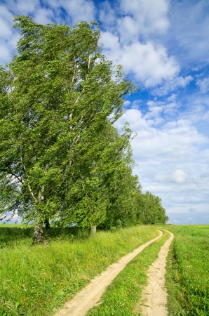 Summer Landscapeの写真素材