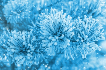 Pine branches covered with hoarfrostの写真素材