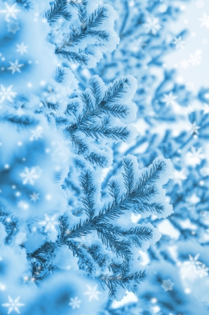 Christmas tree covered with snowの写真素材