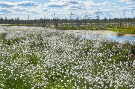 Summer Landscape with blooming Cotton Grassの写真素材