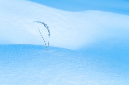 Winter Dream  Grass covered with snow の写真素材