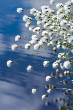 Flowering Cotton Grass on a Background of Water
