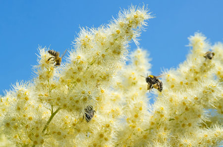Bees and bumblebees for collecting nectar from flowering shrubs
