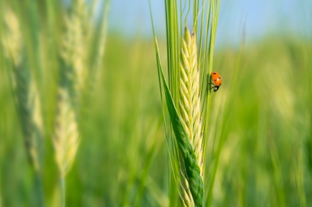 Ladybird on a green barley spikeletの写真素材