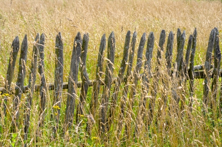 Old wooden fence in the tall grassの写真素材