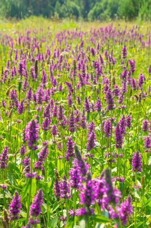 Summer Landscape. Blooming Betonica officinalis L.の写真素材