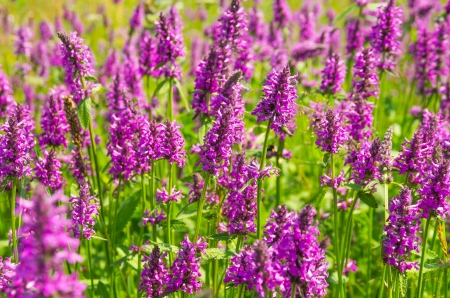 Blooming Betonica officinalis.の写真素材