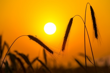 Three rye spikelets at sunsetの写真素材