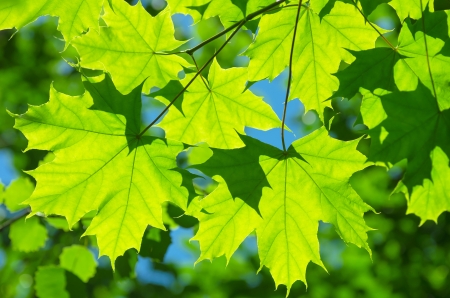 colorful maple leavesの写真素材