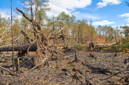 After a fire in the coniferous forestの写真素材