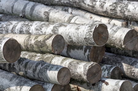 Harvested birch logsの写真素材