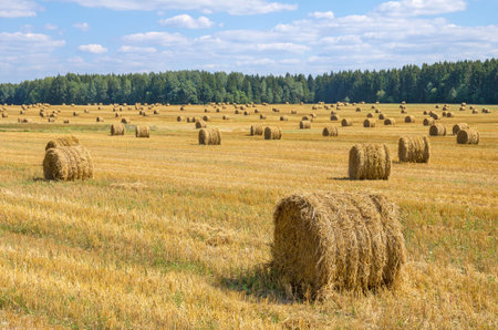 Country landscape