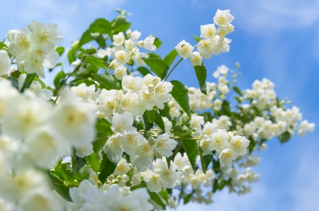 Blooming jasmineの写真素材