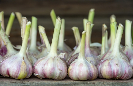 Harvest garlicの写真素材