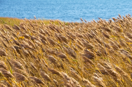 Reeds on the lake in windy weatherの写真素材