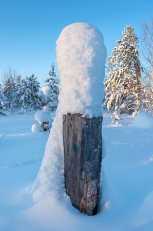 High stump in the forest with snow cap of heavy snowfallの写真素材