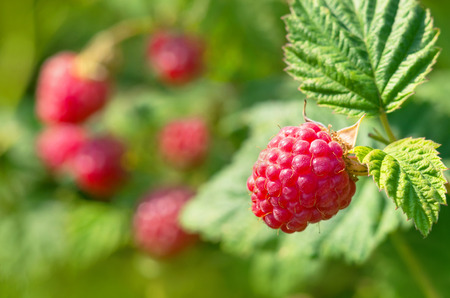 Juicy ripe raspberry close upの写真素材