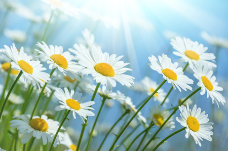 Beautiful daisies in the sunの写真素材