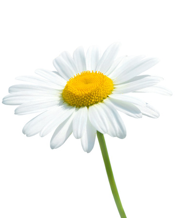 Beautiful daisy isolated on white の写真素材