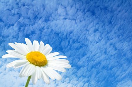 Daisy against the sky with cloudsの写真素材