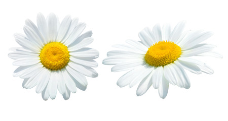 Camomile isolated on white の写真素材