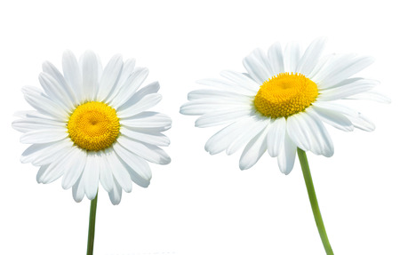 Camomile isolated on white の写真素材