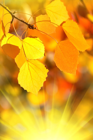 autumn leaves.の写真素材