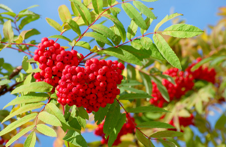 Ripe bunches of rowanの写真素材