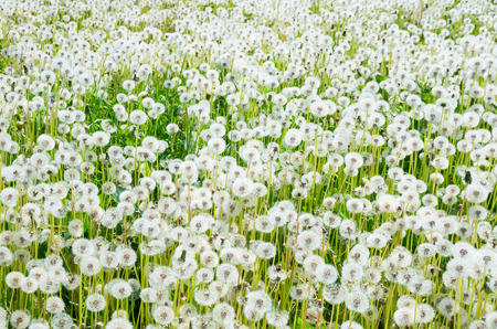 Field of dandelionsの写真素材