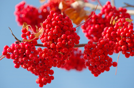 Clusters of a red mountain ash against the skyの写真素材