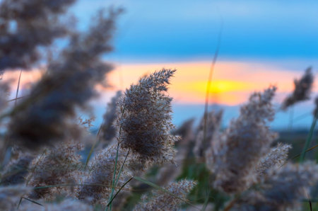 Reed against the sunset