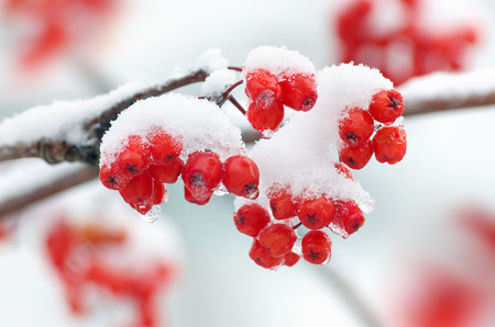 Rowan in snow closeupの写真素材