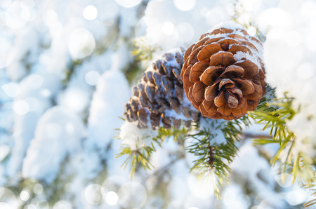 Winter background with pine conesの写真素材