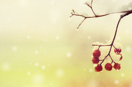 Background with the frozen mountain ash in vintage styleの写真素材