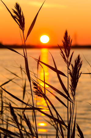 Reed early in the morning on the river bankの写真素材